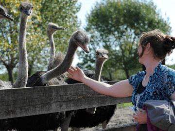 Struisvogelboerderij