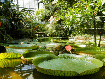 Plantentuin