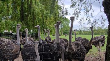 Struisvogels