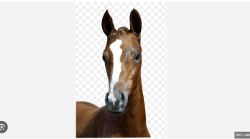 pony