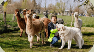 alpaca