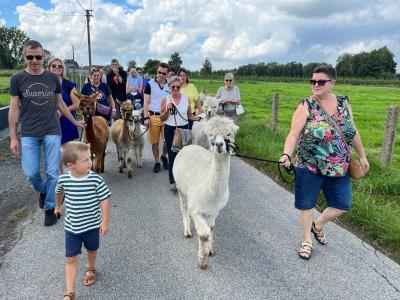 Afdeling Aalst wandeling met alpaca's
