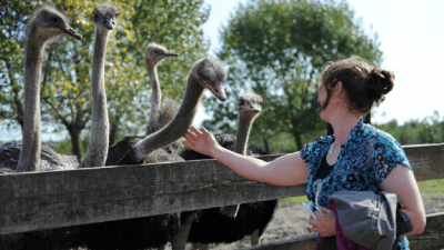 Struisvogelboerderij