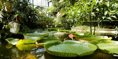 Plantentuin