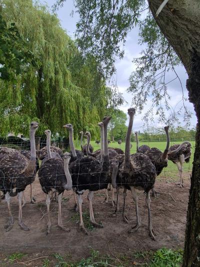 Struisvogels