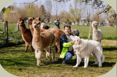 alpaca