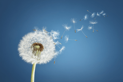 paardenbloem met pluisjes die gaan vliegen