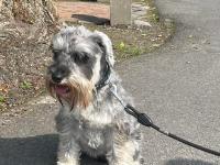 Thelmas uitstapjes - hondje Thelma